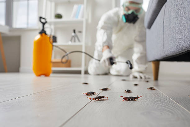 Commercial Rodent Management in Eagle